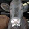 FMD puts livelihoods at risk